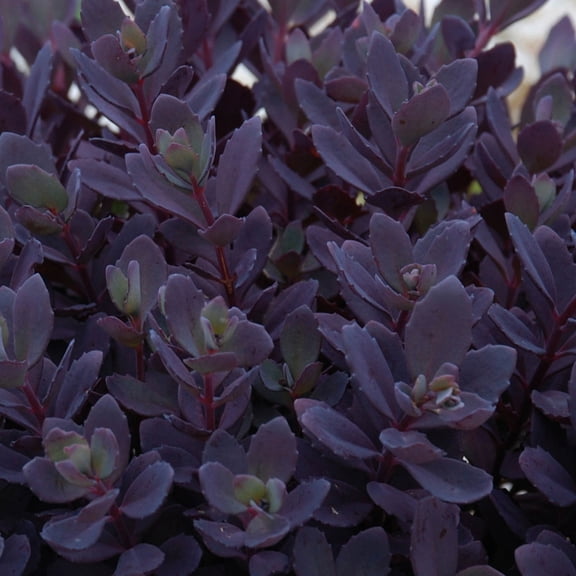 Sedum 'Plum Dazzled' -Succulent- Live Starter Plant
