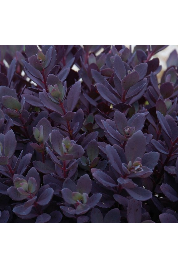 Sedum 'Plum Dazzled' -Succulent- Live Starter Plant