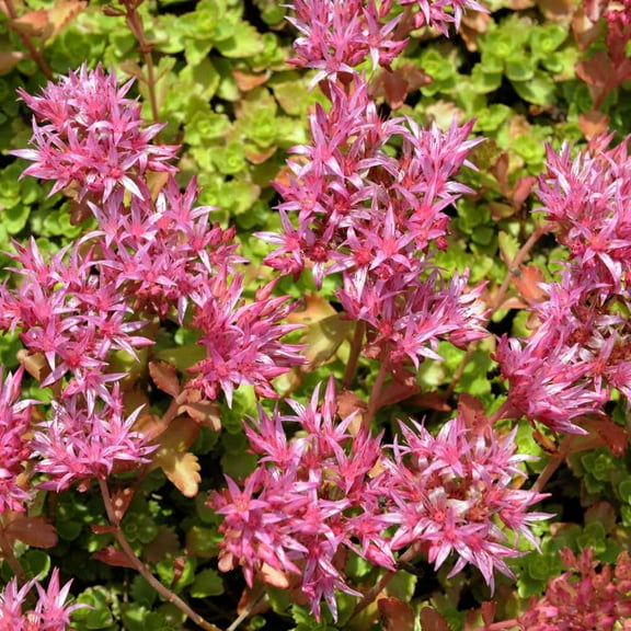 Sedum Purple Carpet Drought Tolerant Ground Cover Plant Seed - 2000 Seeds