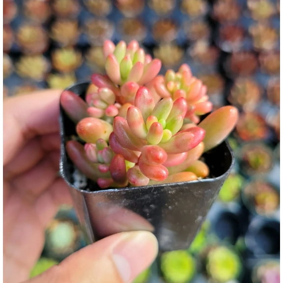 Sedum Rubrotinctum 'Aurora' Pink Jelly Bean #B Succulent Live Plant 2 Inch for Indoor Outdoor Home Office Garden Decor