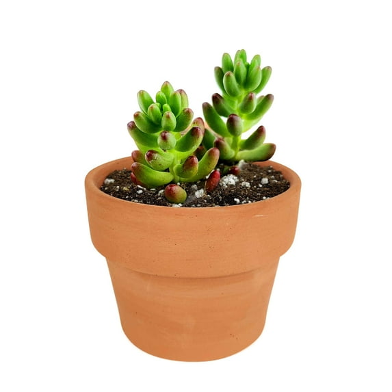 Sedum Rubrotinctum 'Aurora' Pink Jelly Bean Succulent (4"+ Clay Pot) - Tiny, Lovely, Easy to Care Succulent for Beginners - Live Healthy Variegated Succulent - Colorful Succulent