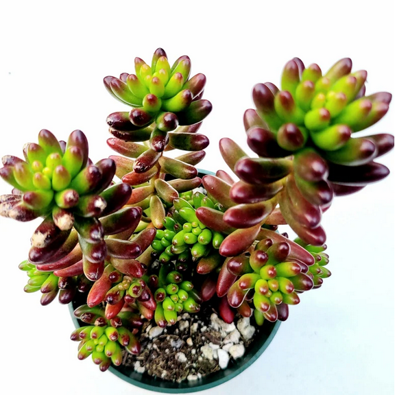 Sedum Rubrotinctum Jelly Bean Succulent Live Plant 2 Inch for Indoor Outdoor Home Office Garden Decor