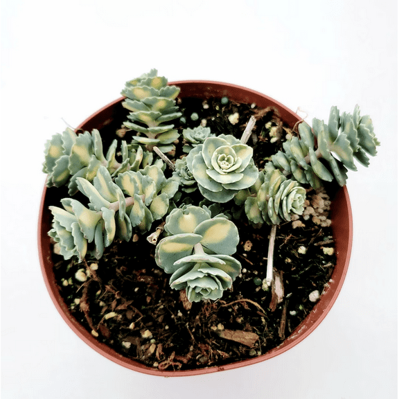 Sedum Sieboldii Variegata #A Succulent Plant 2 Inch for Indoor Outdoor Home Office Garden Decor