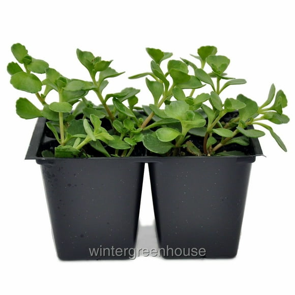 Sedum Spurium John Creech, Ground Cover - Pot Size: 4x 2.63x1.72x2.75" - Flowering Plants, Ground Cover Plants
