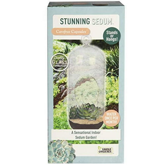 Sedum Succulent Stonecrop Rosettes Plant Terrarium Grow Kit for Planting - Fun Easy DIY Indoor Hanging Or Standing Glass Capsule Garden Starter Set