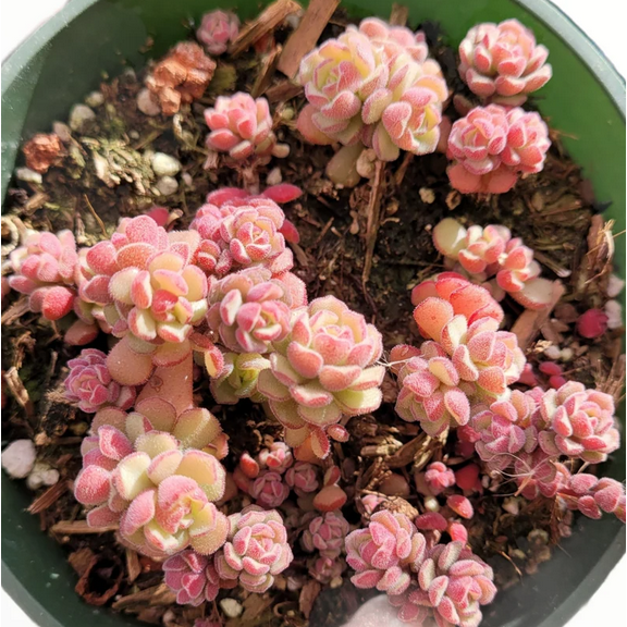Sedum Versadense Korean Succulent Plant 2 Inch for Indoor Outdoor Home Office Garden Decor