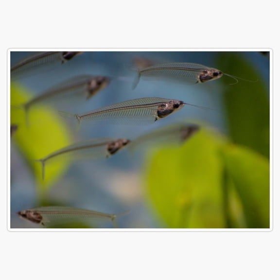 See Through Fish Translucent Abyssal Deep Sea Wildlife Vinyl Sticker