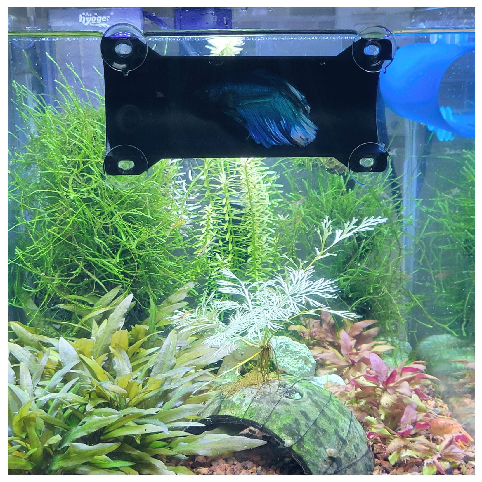SeeShelter Brand Betta Tunnel in Opaque Black Fish Hide Enrichment