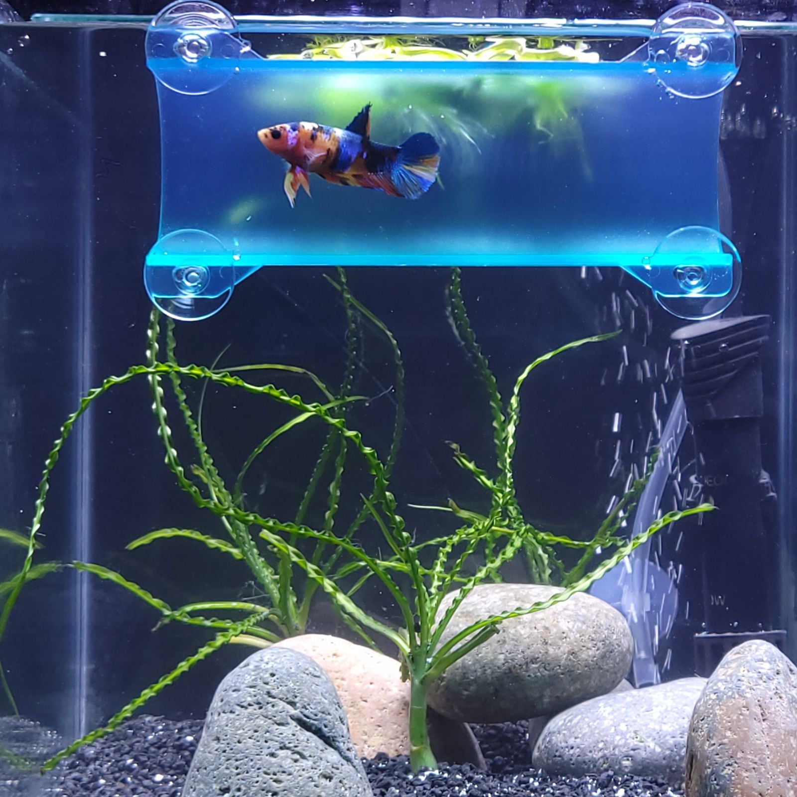 2 Pcs Aquarium Landscaping Grass Betta Fish Accessory for Tank