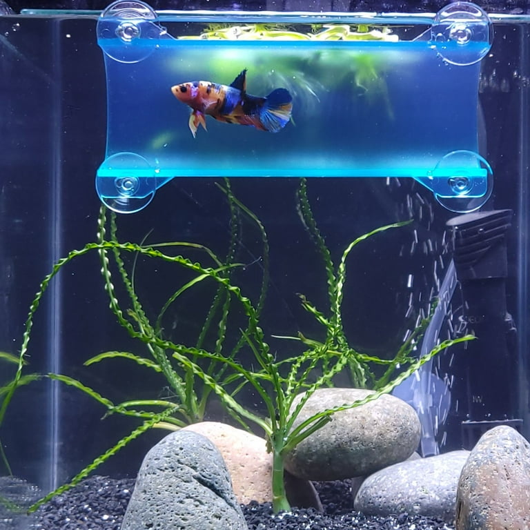 Fish Tank Guppies With Betta Fish Betta Tunnel Enrichment Betta