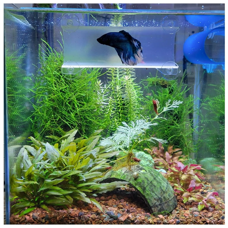 SeeShelter Brand Betta Tunnel in Translucent Clear Fish Hide