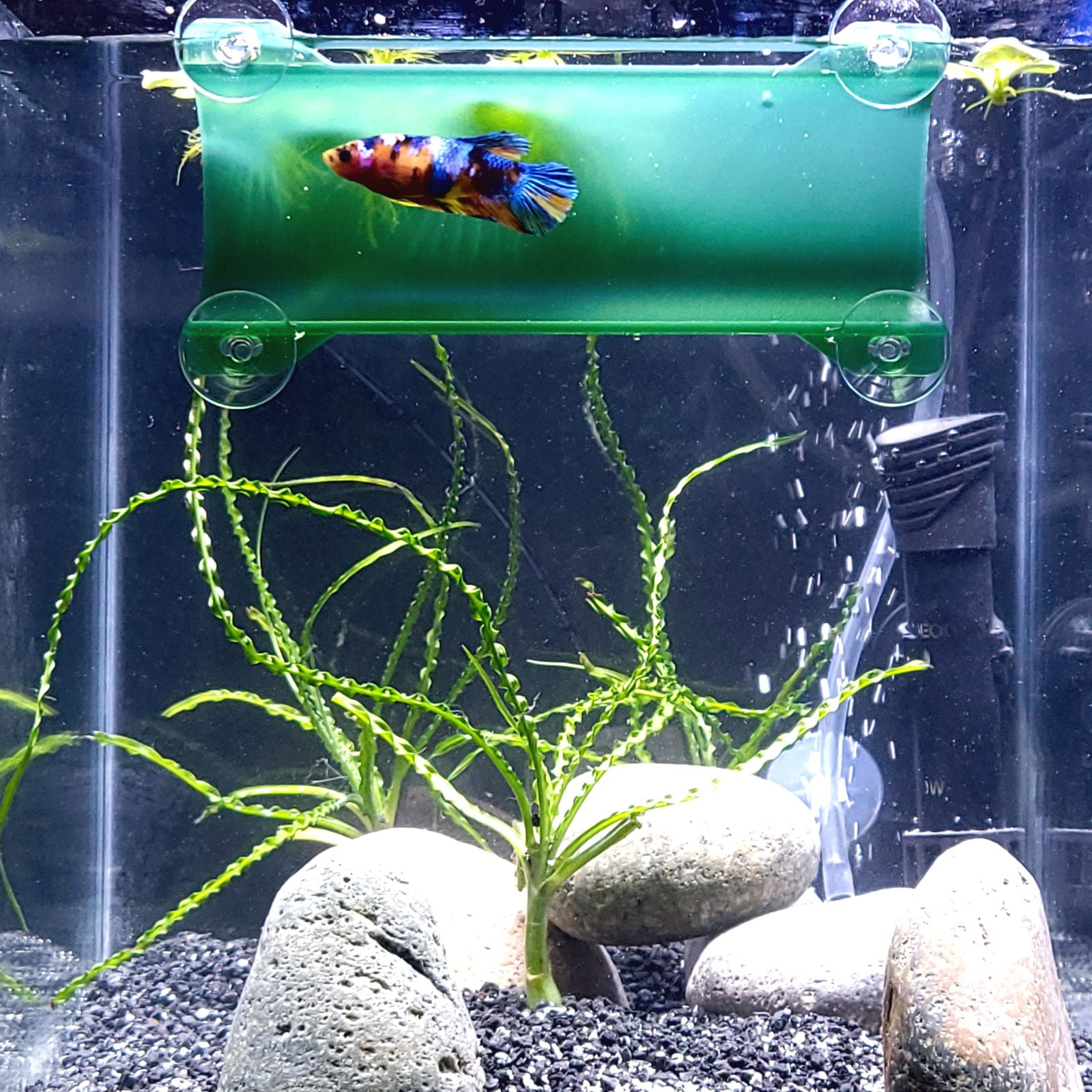 SeeShelter Brand Betta Tunnel in Translucent Dark Green Fish Hide