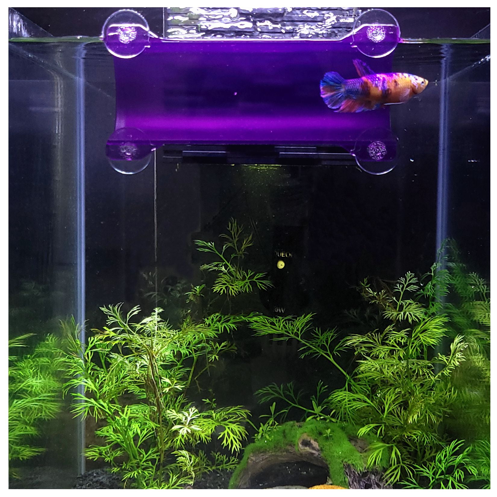 SeeShelter Brand Betta Tunnel in Translucent Purple Fish Hide