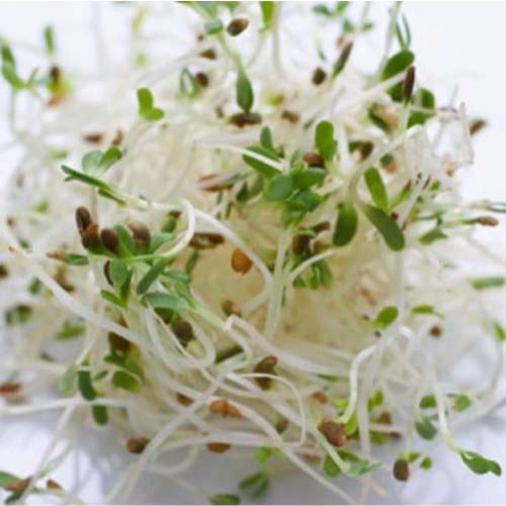 Seed Kingdom 13000 Alfalfa Plant Seeds, Heirloom Vegetable, Nutritious Sprouting