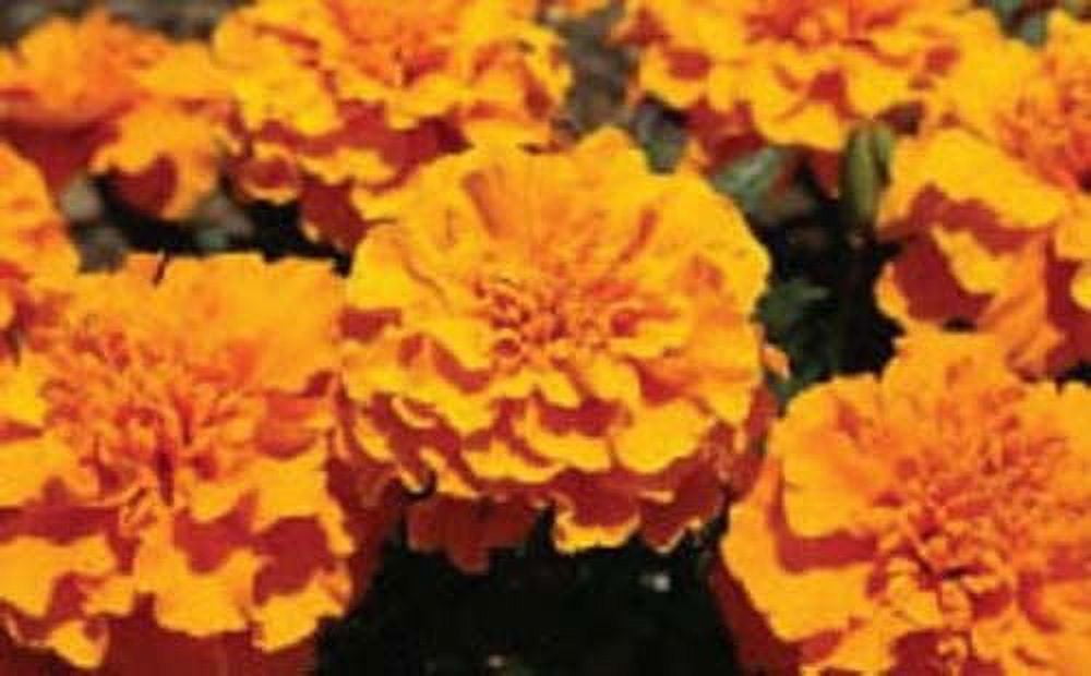 Seed Kingdom 2,000 Marigold Flower Seeds, Striking Carnation
