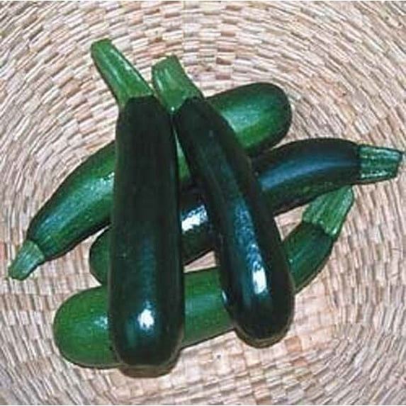 Seed Kingdom 30 Squash Zucchini Black Beauty Seeds, Heirloom Vegetable for Garden