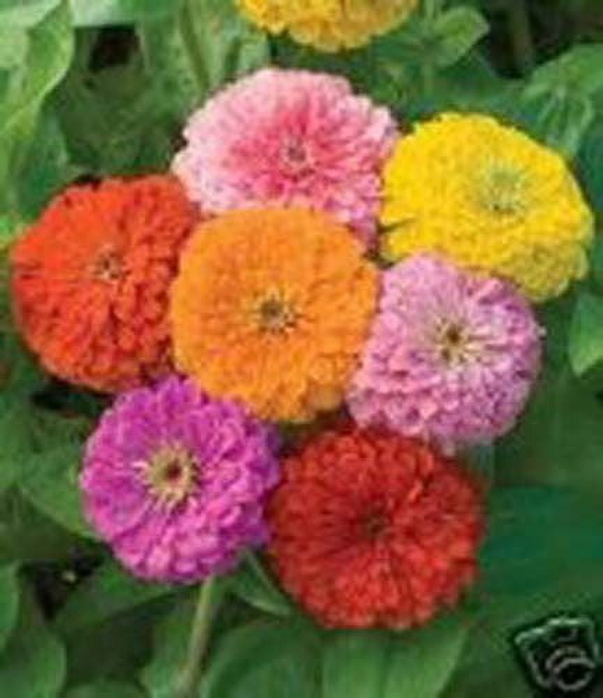 Seed Kingdom 300 Zinnia Flower Seeds, HUGE 5 in Flowers, Annual