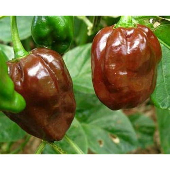 Seed Kingdom 35 Pepper Hot Chocolate Habanero Plant Seeds