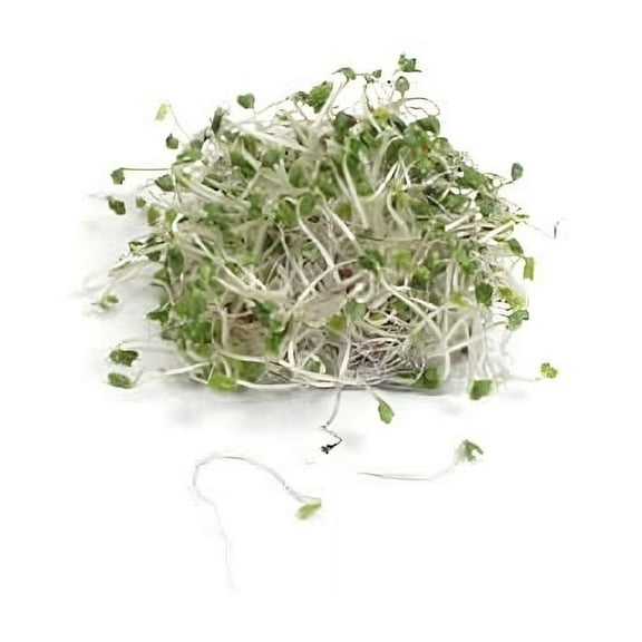 Seed Kingdom 4000 Sprouting Broccoli Dicicco Great Heirloom Vegetable Plant Seeds