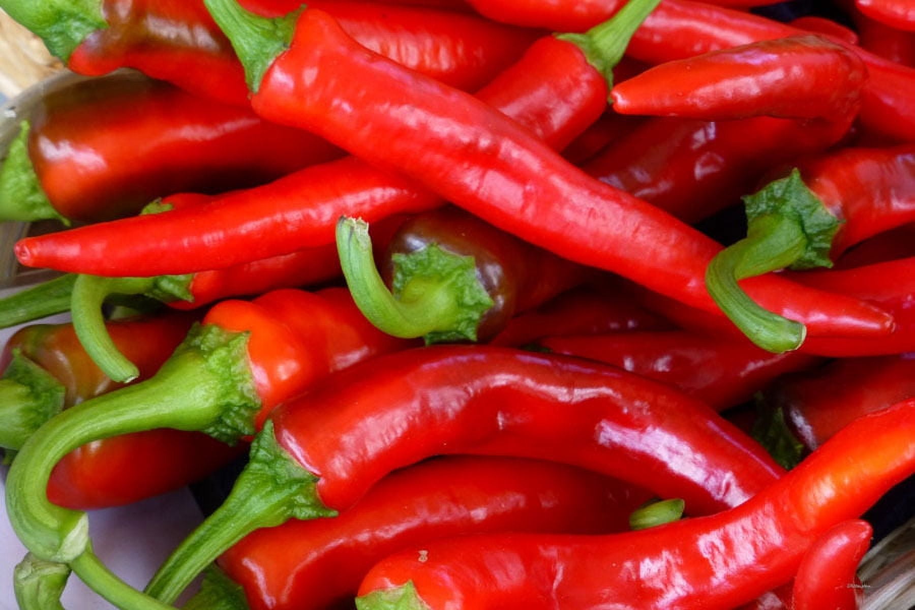 Seed Kingdom 50 Hot Portugal Pepper Plant Seeds, Very Hot