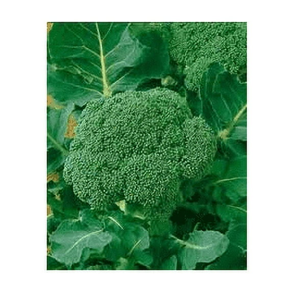 Seed Kingdom Broccoli Waltham 29 Great Heirloom Vegetable Microgreens Sprouting Bulk 1 Lb Seeds