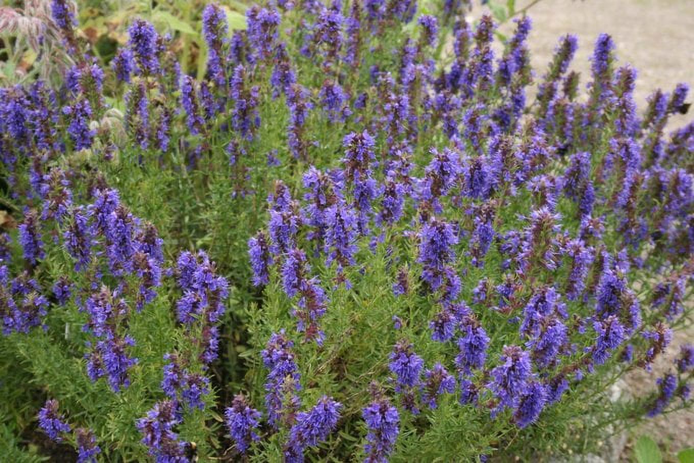 Seed Kingdom Hyssop Great Garden Herb ~ Medicinal ~ Aromatic Bulk 1 Lb Seeds