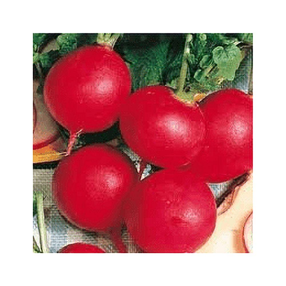 Seed Kingdom Radish German Giant Great Heirloom Vegetable Bulk 5 Lb