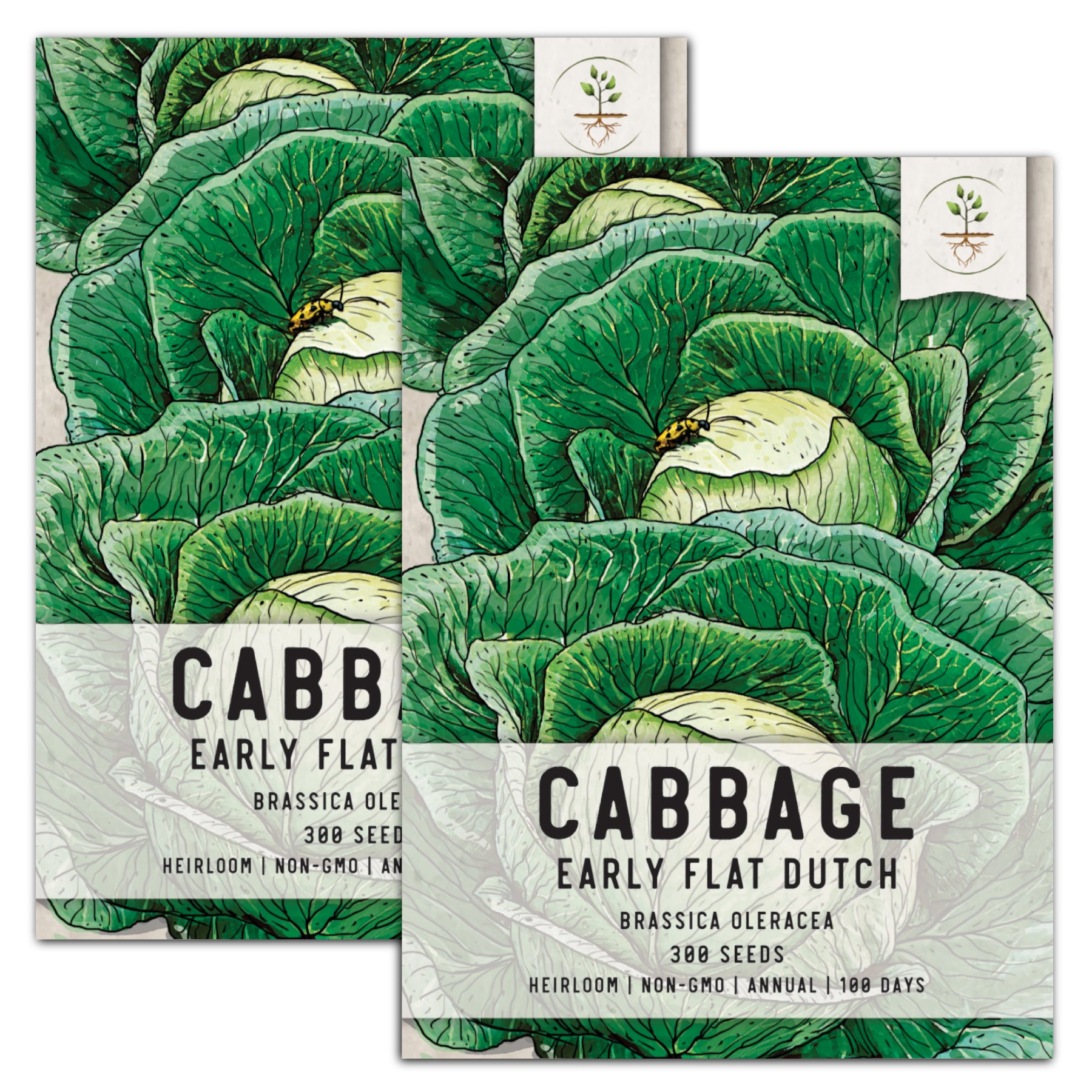Seed Needs, Early Flat Dutch Cabbage Seeds For Planting (Brassica oleracea)