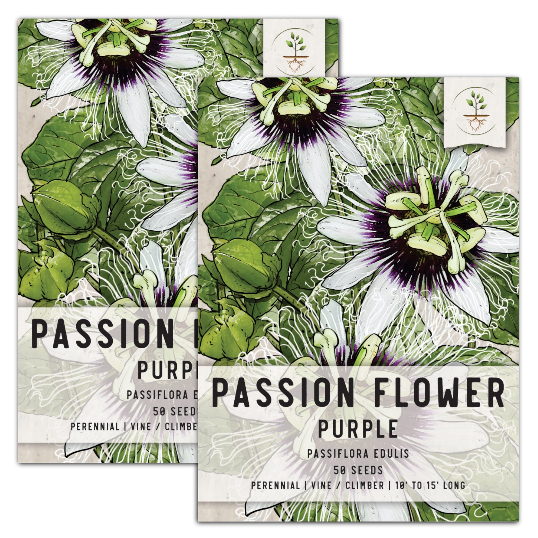 Seed Needs, Purple Passion Flower Seeds For Planting (Passiflora edulis