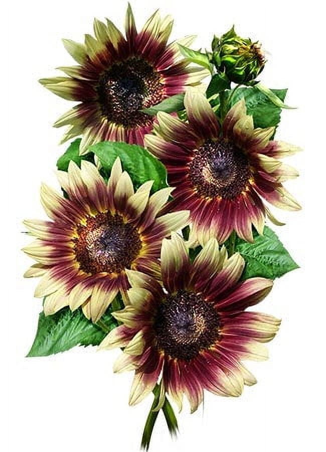 Seed Needs, Ruby Eclipse Sunflower Seeds For Planting (Helianthus