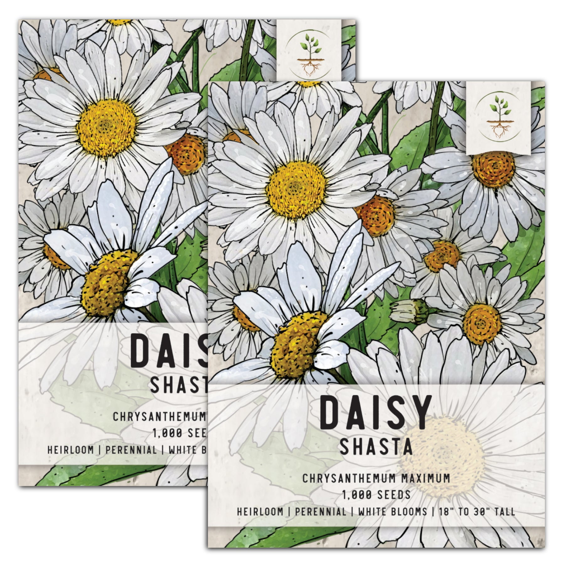 Seed Needs, Shasta Daisy Seeds For Planting (Chrysanthemum maximum
