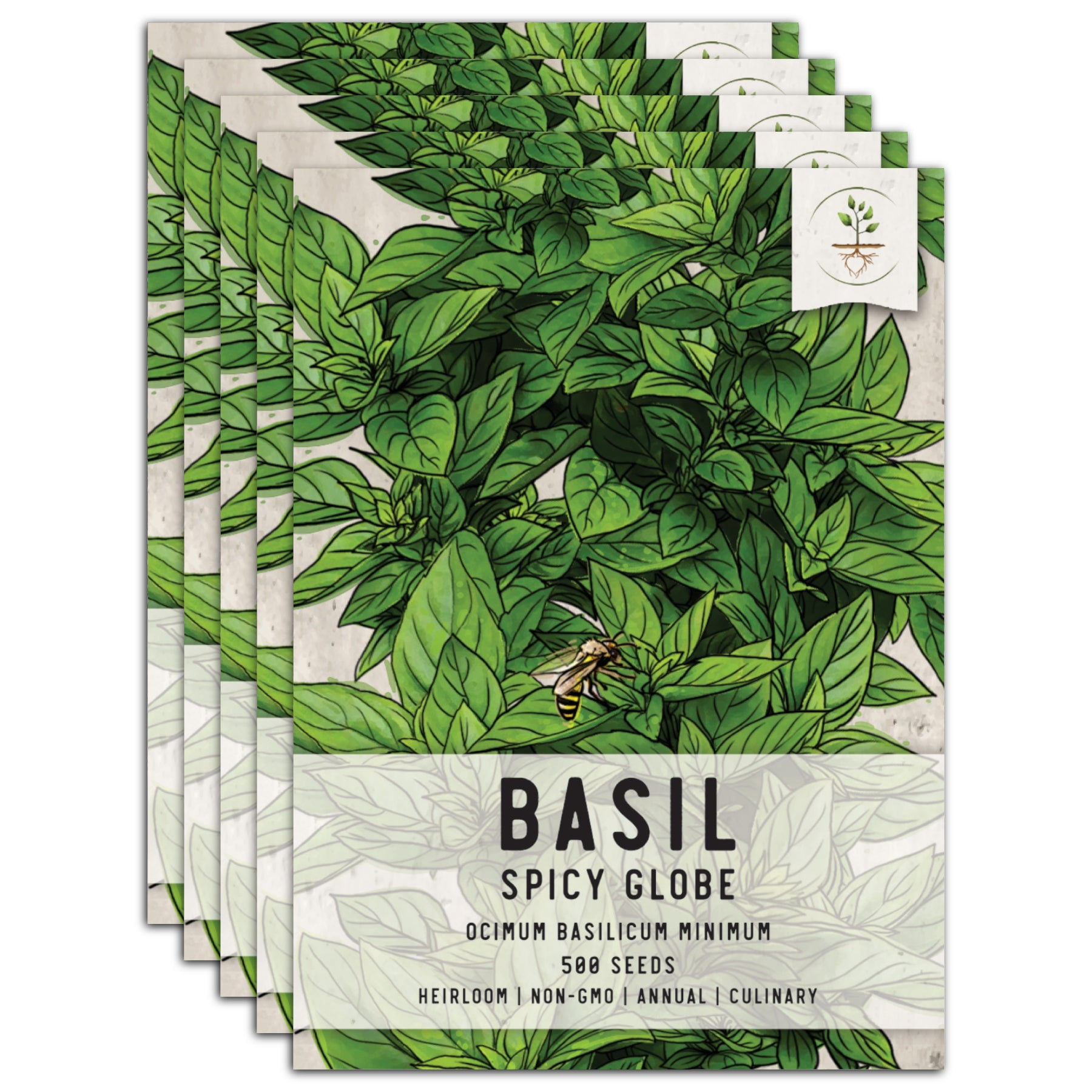Seed Needs, Spicy Globe Basil Seeds For Planting (Ocimum basilicum)