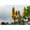thumbnail image 1 of Seed Pack - -10 Seeds Golden Lantern- Tropical Plant Seed -   Perfect for small Gardens- Great Container Gardening -Cassia -Serendipity Seeds, 1 of 5