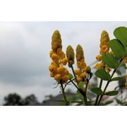 Seed Pack -10 Seeds Golden Lantern- Tropical Plant Seed - Perfect for small Gardens- Great Container Gardening -Cassia -Serendipity Seeds
