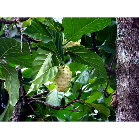 Serendipity Seeds 10 Indian Mulberry Plant Seeds
