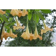 Seed Pack = = Orange Angels Trumpet -5 Seeds -For Experienced Gardeners =Tropical seed - Brugmansia suaveolens- See Description= Serendipity Seeds
