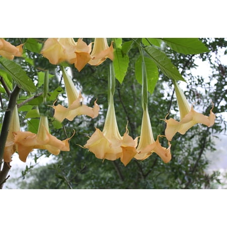 Seed Pack = = Orange Angels Trumpet -5 Seeds -For Experienced Gardeners =Tropical seed - Brugmansia suaveolens- See Description= Serendipity Seeds