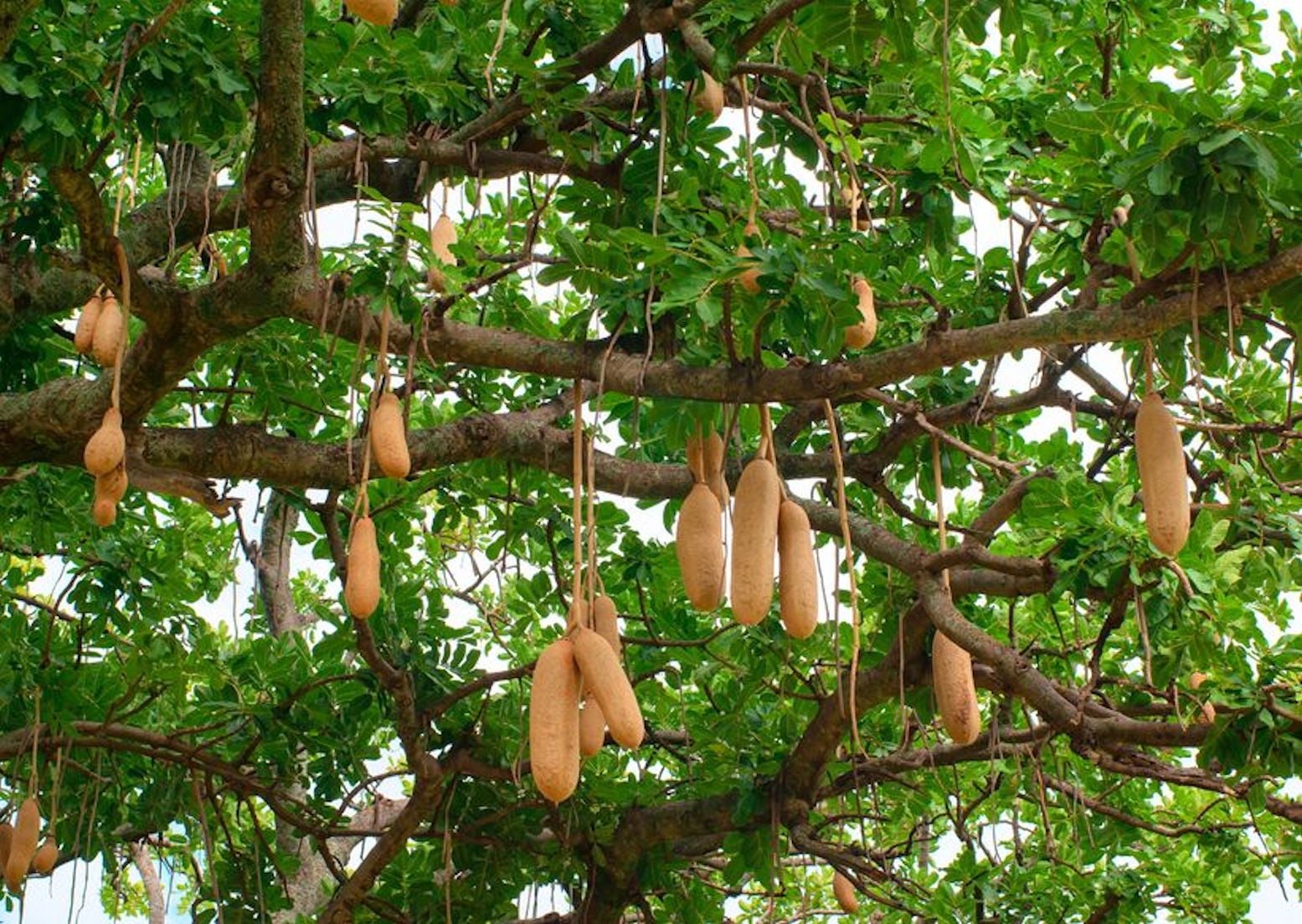 Seed Pack - RARE Tropical Seeds - 10 Seeds - Saugage Tree -See Listing ...