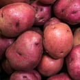 thumbnail image 1 of Seed Potato 'Red Pontiac', 1 of 3