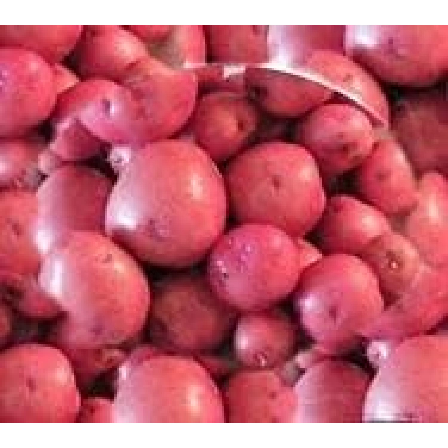 Seed Potatoes for Planting Red LaSoda 5lbs.