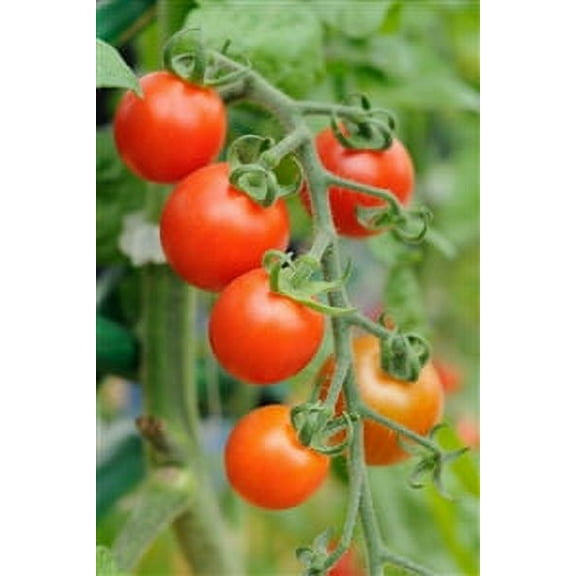 Seed Ranch Cherry Tomato Heirloom Plant Seeds, Non Genetically Engineered