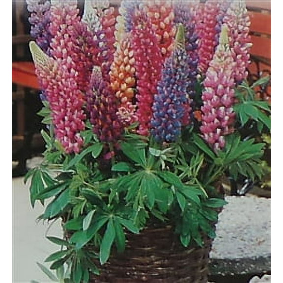 Seed Ranch Lupine Flower Seeds, Minarette Dwarf Mixed Colors