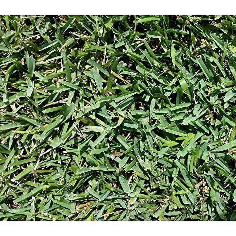 Seed Ranch St Augustine Floratam Grass Plugs 2 Trays