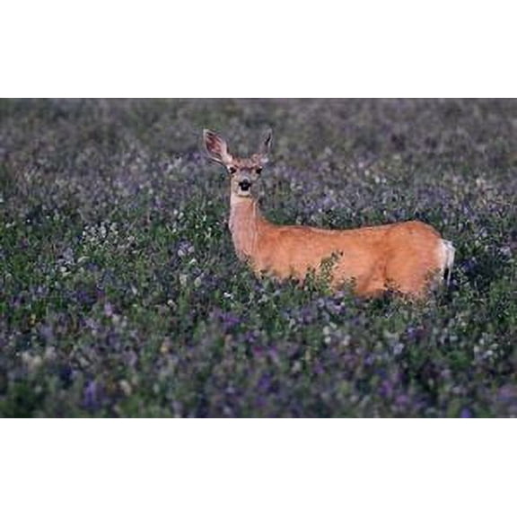 SeedRanch Alfalfa Food Plot Seed - 20 Lbs.