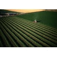 thumbnail image 1 of SeedRanch Alfalfa Seed Common (Medicago sativa) - 1 Lb., 1 of 1