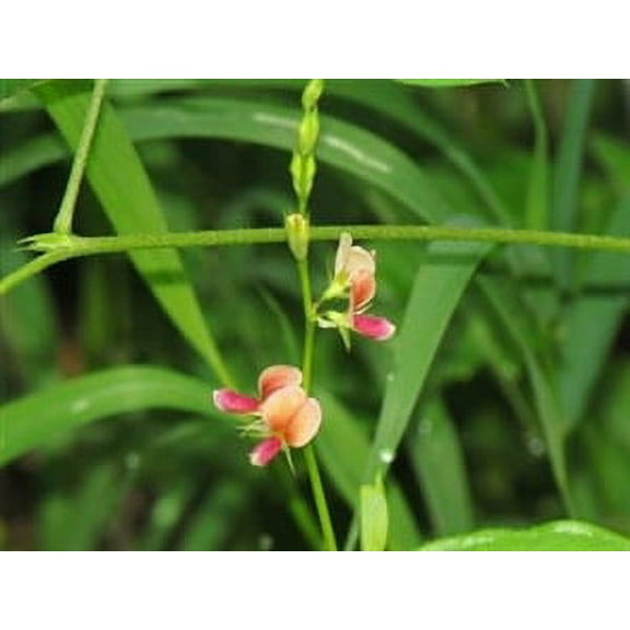 SeedRanch Alyce Clover Seed - 20 Lbs.