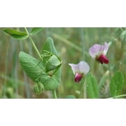 SeedRanch Austrian Winter Pea Seed - 20 Lbs.