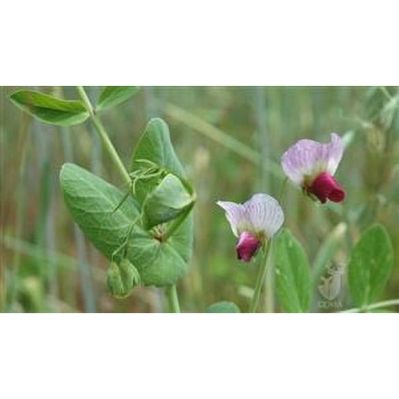 SeedRanch Austrian Winter Pea Seed - 20 Lbs.