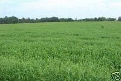 SeedRanch Brown Top Millet Seed - 5 Lbs.