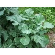 Seed Ranch 5 lbs Buckbuster Rape Athena Plant Seeds